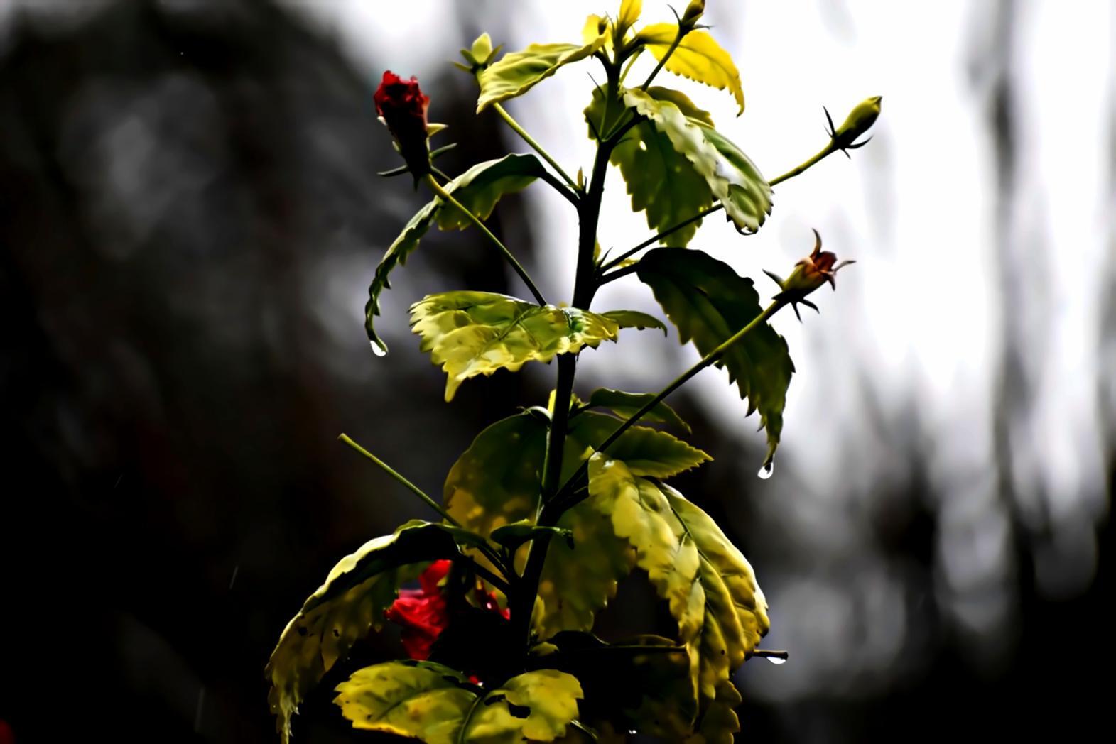 Forest ecosystem learning environment