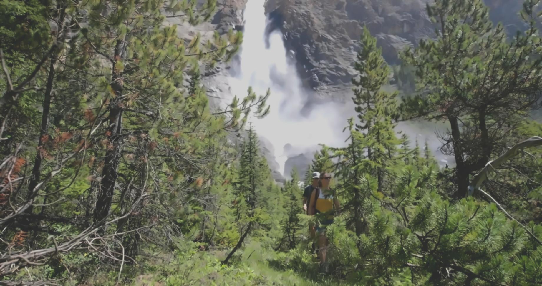 Forest canopy layers showing structural complexity in mixed woodland