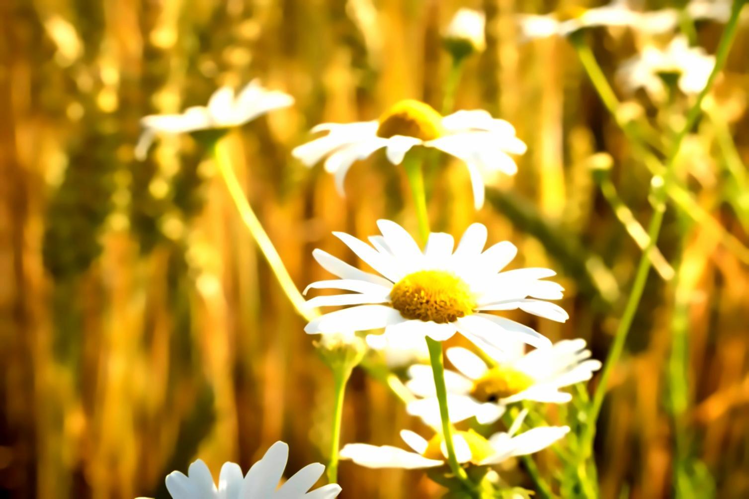 Field research documentation